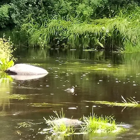 Koskikorento * Kannus